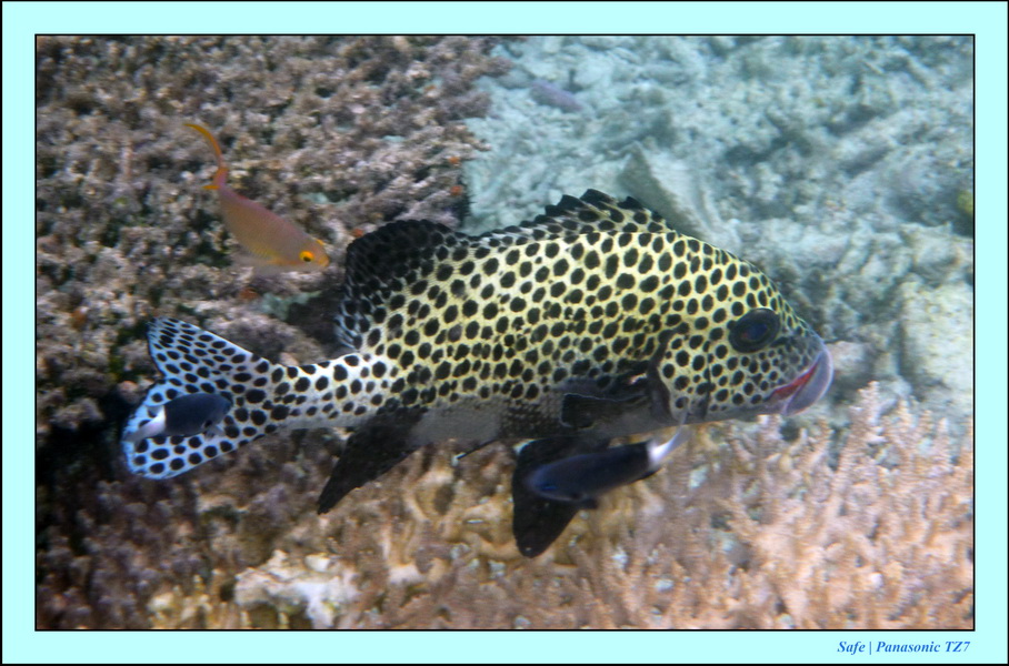 2009   07   Matakin 09